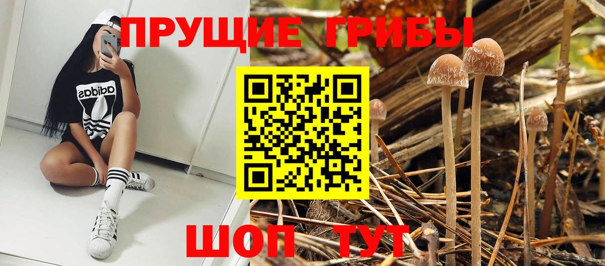 купить наркотик  Галлюциногенные грибы ЛСД  Вход с VPN  Выборг 