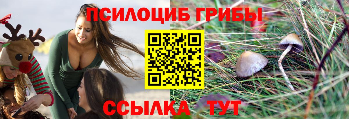 Галлюциногенные грибы Cubensis Выборг